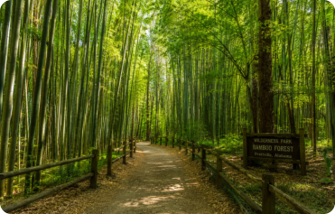 A trail in the Bamboo Forest